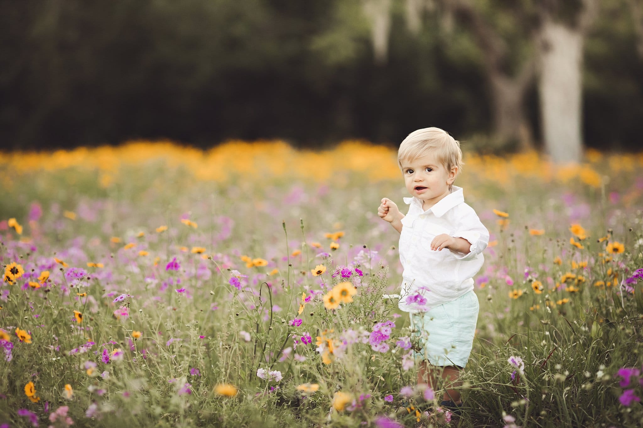 toddler boy standing in flowers Hampton Flower Field Jacksonville Fl beautiful field of purple and yellow flowers