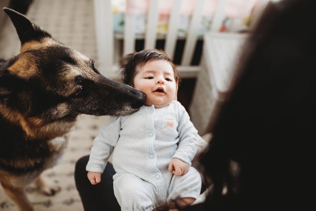 Jacksonville Photographer in home lifestyle newborn photography session mom holding baby girl while german shephard sniffs babies cheek and baby smiles