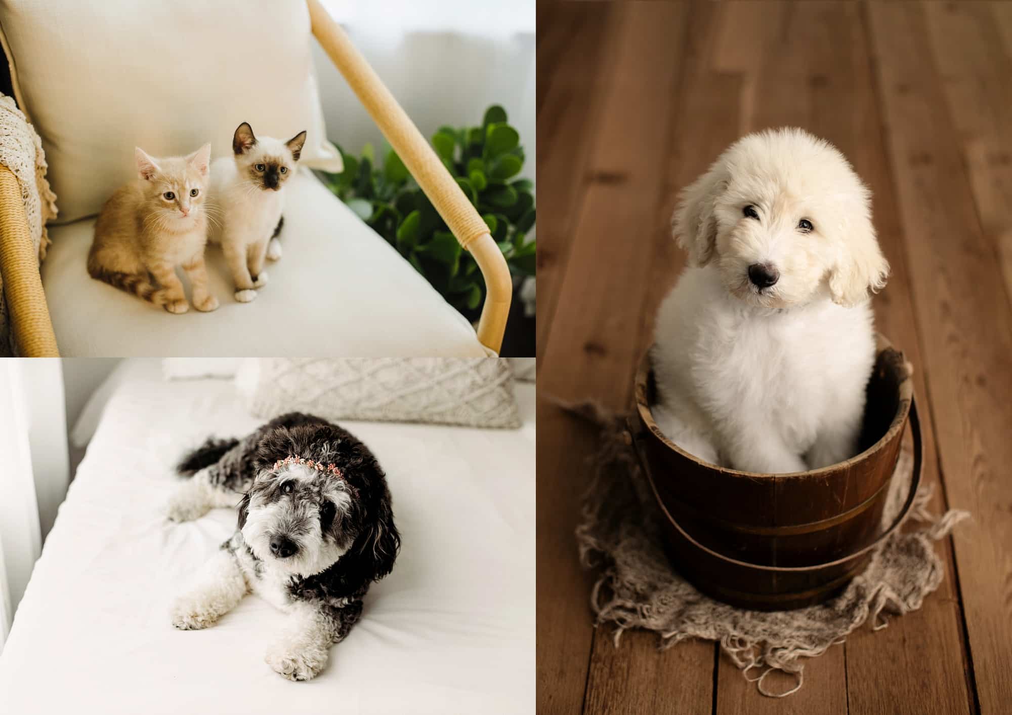 black and white bernedoodle puppy fuzzy white pyredoodle puppy two young kittens 