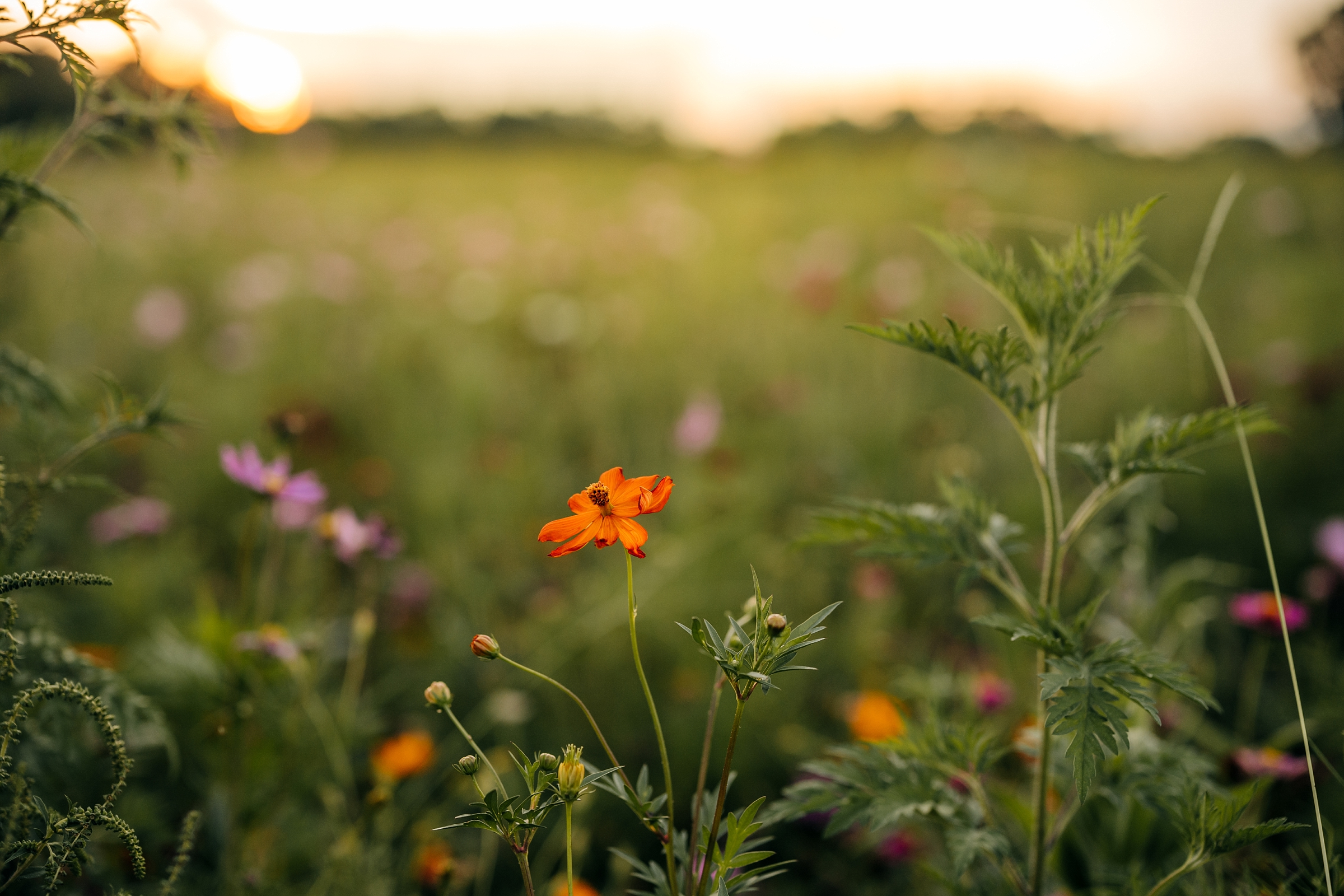 Orange wildflower glowing in the evening light at Parker Flower Farms in St. Augustine, Florida.